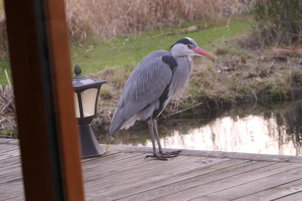 The first of the images, a heron stands on the decking outside our patio doors.