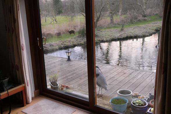 Three muntjac deer cross the dyke from our neighbour's field and approach the end of the decking but are reluctant to approach the heron.