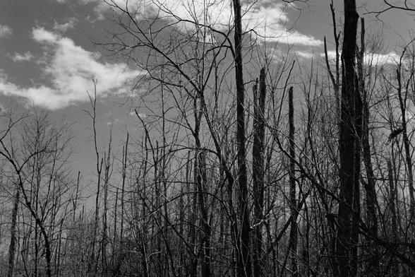 A bizarrely bare section of forest