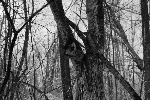 A birdhouse hanging on a tree branch, the birdhouse about 30% rotted away