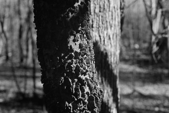A partially lit tree with a varied texture of bark