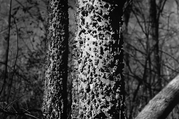 Another tree with very interesting bark, in full sun