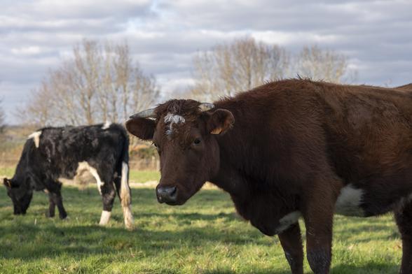 Une jeune vache rouge regarde l'objectif. Derrière elle, une autre broute tranquilou.