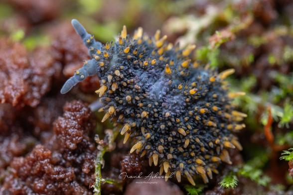 A photograph of a giant springtail - a blue skinned, soft-bodied invertebrate covered in long yellow spines.