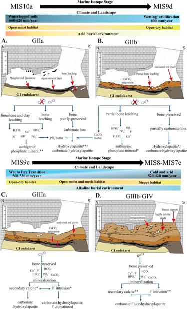 A four-panel (A-D) conceptual model showing the evolution of bone preservation conditions in the Galería cave site across different Marine Isotope Stages (MIS). Each panel includes a cross-section of cave deposits and chemical pathways.
Panel A (GIIa, MIS10a): Shows waterlogged, acidic conditions (660-620mm/year rainfall) with extensive bone leaching and formation of phosphate minerals.
Panel B (GIIb, MIS9d): Depicts drier conditions (600mm/year) with partial bone leaching and CaCO3 migration.
Panel C (GIIIa, MIS9c): Illustrates a transition from wet to dry (560-530mm/year) with increasing alkalinity and calcite precipitation.
Panel D (GIIIb-GIV, MIS8-MIS7e): Shows cold, arid conditions (520-420mm/year) with intense calcite precipitation and fluorine incorporation in bones.
Each panel includes chemical reaction pathways shown with blue arrows, and red arrows indicate key depositional processes. The diagrams show how environmental changes affected bone preservation through time.