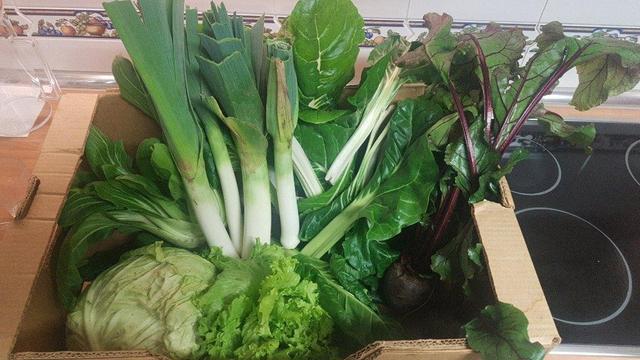 Contenido de la cesta de la semana dentro de una caja de cartón sobre una encimera de cocina.
En la parte delantera, metido en la caja, se ve un repollo, una lechuga, y unas remolachas cuyas hojas acaban saliendo de la caja.
Detrás, asoman acelgas, puerros, y medio escondido, un pak choi.