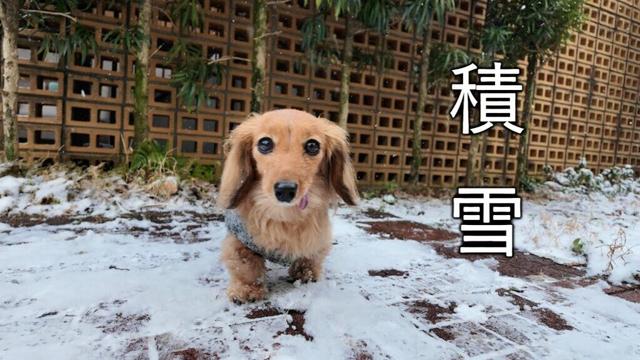 【シニア犬】寒波到来で久しぶりの積雪を楽しみました【カニンヘンダックスえびすの日常】