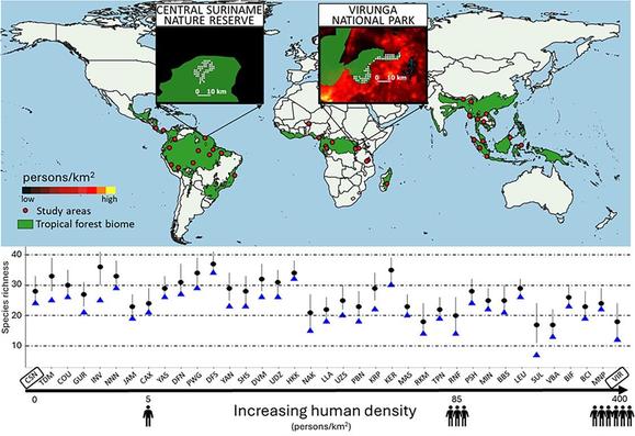 Map of the 37 tropical forest areas considered in the study. Top: Map of the forest areas; inset maps represent 2 protected areas embedded in contrasting landscapes: landscapes with low human density (left) and landscapes with high human density (right). Green areas in the inset maps represent PA boundaries. Bottom: chart shows estimated species richness (black dots) and the observed number of detected species with camera-traps (blue triangles) in each forest, which are ordered by increasing human density.