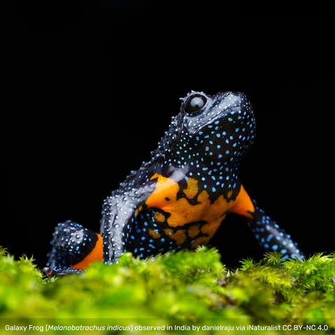 photograph of a speckled frog with an orange belly