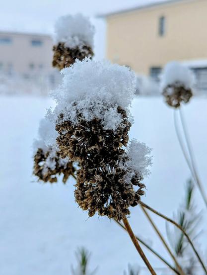 Snow-covered allium seed heads in a snowy landscape.