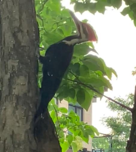 A tree trunk on the left of the image is clutched by a vertically perched woodpecker with a red crest , white collar and black body plumage. Green trees in the back ground