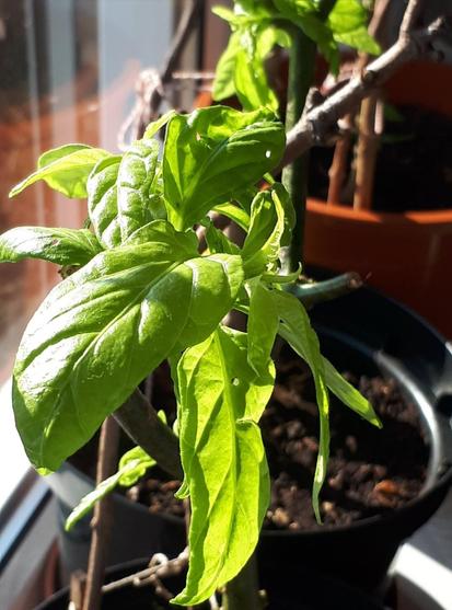 Close-up of a potted Habanero chili plant with bright green leaves, placed near a sunlit window.