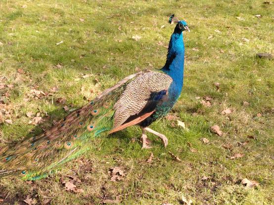 A fine glossy peacock strides across the lawn on a cold, sunny February day, showing green gold colours in his full train (it has grown back!)