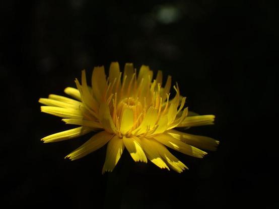 Dandelion flower