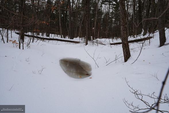A small leaf shaped pool of water in the frozen forest.
