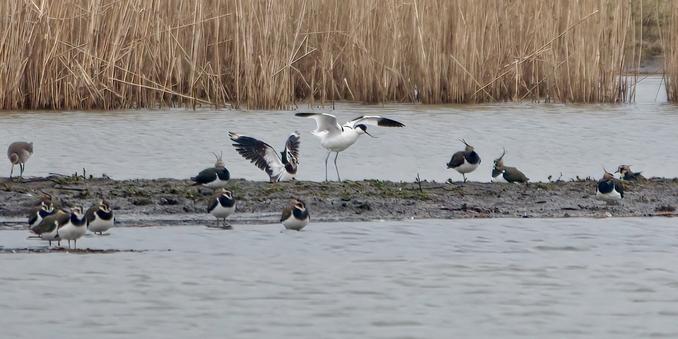 Avocet stretching