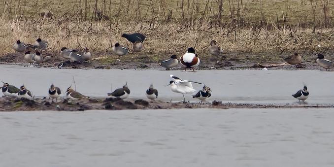 Avocet stretching