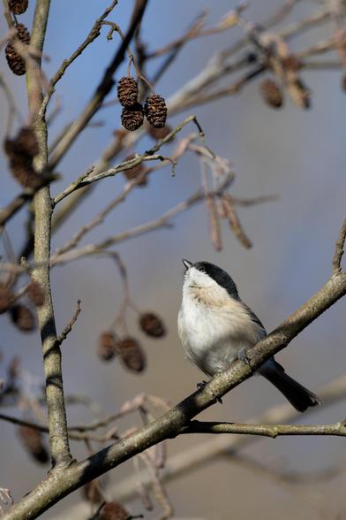 A small bird with short beak in a tree. The upper part of its head, just above the eye is black, as well as its back. The rest of its body is white and light beige. It is looking up towards a few seedheads from the alder tree, on which it is sitting.