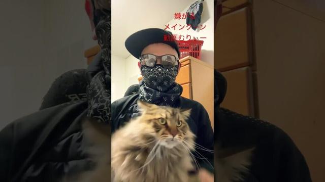 #適当　#メインクーン　たいが#動画猫 #一撃必殺  #猫動画  #必殺  #ねこ  嫌がる猫は動画むりぃーー