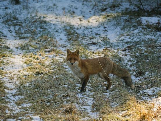 Ein Rotfuchs hält inne, da er mich und meinen Hund entdeckt hat.