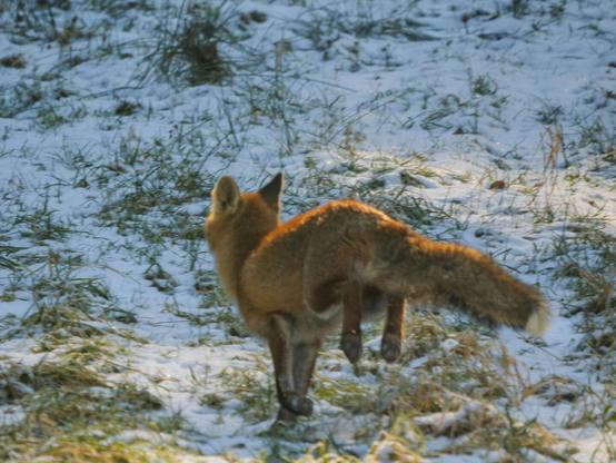 Fuchs flüchtet