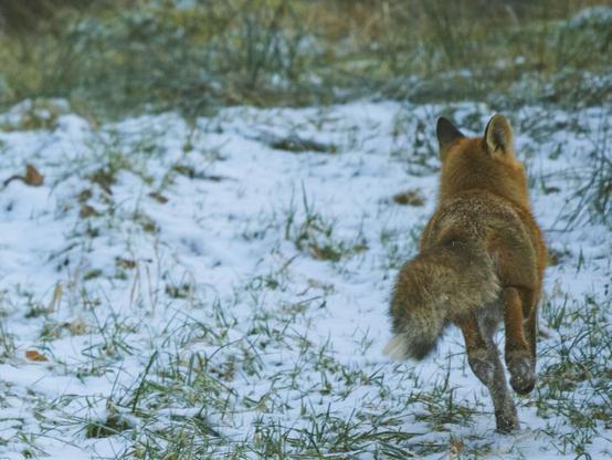 Der Fuchs läuft schnell davon