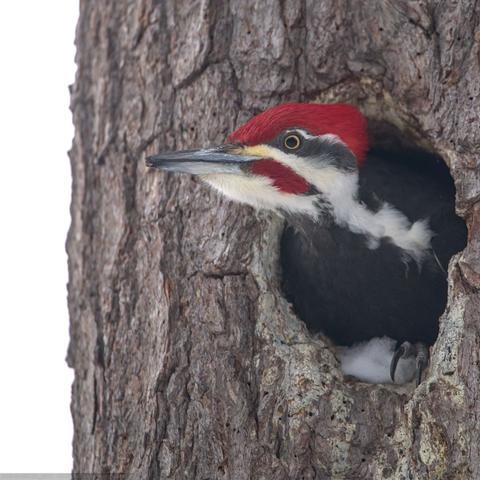 Pileated woodpecker poking his head and neck out of a hole dug in a dead pine tree. He looks to the left, eyeing the viewer. The sky beyond is white.
