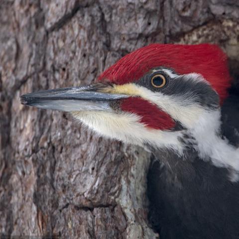 Close up of a pileated woodpecker. The top of his head and crest are red, with a black horizontal stripe across and under his eye, and a white stripe below that and along his neck. From his beak, a smaller red stripe that extends to below his eye. His chin is white, and chest is black. His eye is yellow-gold, and his long beak dark gray. The tree bark has deep cracks.