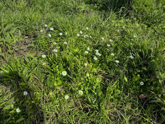 Margarita, vellorita, chiribita - Bellis perennis