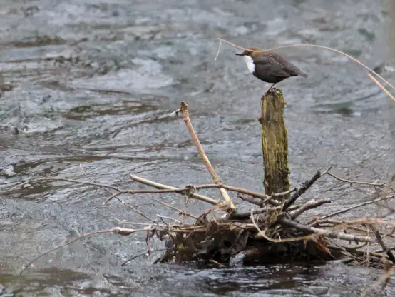 Unruhige, fließende graue Wasseroberfläche. Aus dem Wasser ragt ein kurzer verrotteter Holzpfahl, an welchem einige Zweige hängengeblieben sind. Auf dem oberen Ende des Holzpfahls sitzt ein brauner rundlicher Vogel mit weißer Brust und einem dünnen Schnabel von der Seite fotografiert.