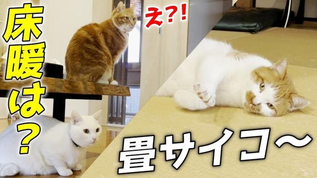 床暖よりも畳派だった庭子猫に驚きを隠せない兄弟猫達…笑[三毛母猫の子猫]
