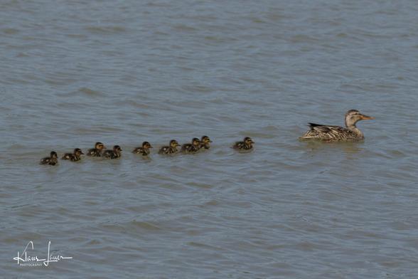 Das Foto zeigt eine Ente mit ihren neun Küken, die in Reihe hinter der Mutter herschwimmen.