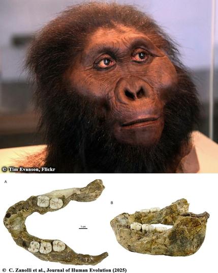 1.4-million-year-old jawbone reveals new human relative, rewriting evolutionary history

A 1.4-million-year-old fossilized jawbone found in South Africa belongs to a newly discovered species of Paranthropus, an extinct genus of human relatives, according to a recent study published in the Journal of Human Evolution. The findings of this study suggest that at least two species of Paranthropus coexisted in southern Africa during that period.

The fossilized jaw, designated SK 15, was discovered in 1949 in the Swartkrans cave system, famous for the richness of hominin fossils it offers. Initially, researchers thought the specimen belonged to Telanthropus capensis, a species that was later dismissed. However, recent advancements in technology have allowed researchers to take a fresh look at SK 15 with high-resolution X-ray scans and virtual 3D modeling...