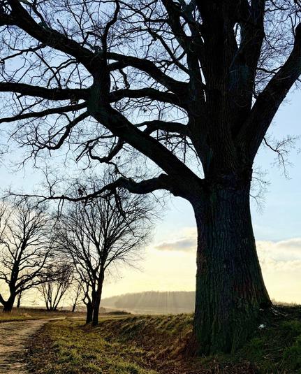 Trees