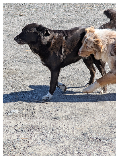 midday on a graveled parking area. side view of a black dog with shiny coat and white markings takes a step. close behind, at dahlia's side, a rust and white-furry dog nuzzles her playfully as he takes a step, paw in the air.