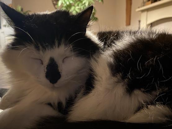 A closeup of a large and very fluffy black and white cat sleeping on my lap