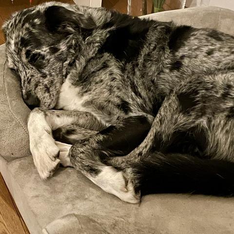 Barney in the monday blues