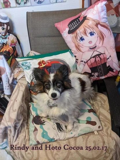 Dog in a chair with anime pillows