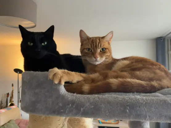 Black cat Nita and orange tabby cat Hobbes lounging in the top bunk of their cat tree together. They're both looking straight at the camera.