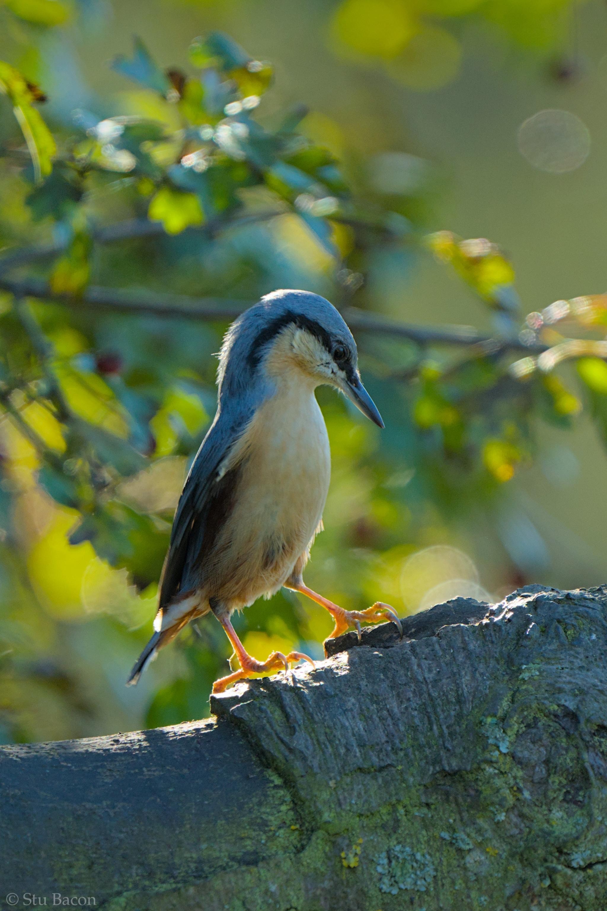 A Nuthatch standing tall on a log looking down. It later found some food in a nook.