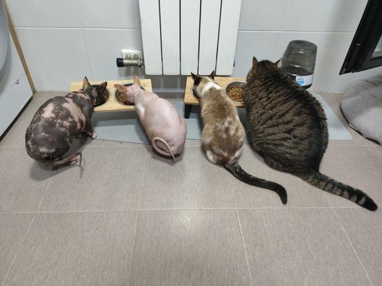 Mis cuatro gatos cenando.
De izquierda a derecha: Tina (gata es finge a manchas), Cleo (gata esfinge blanquita), Eri (gata común beige y manchas) y Mischa (gato común bien rollizo atigrado gris y negro)