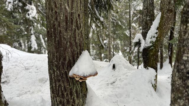what i think it is an Artist's Conk fungus covered with a cone of snow