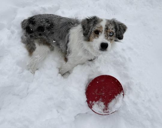 Blue merle miniature Australian shepherd with a white undercarriage and heterochromatic eyes stands in chest-deep snow, a red frisbee under his nose. The young dog stares at the camera with an insistent glare, powdery snow frosting his face.