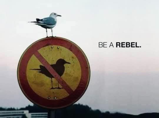 Una gaviota encima de una señal de prohibido gaviotas ¿? xD

Al lado pone BE A REBEL