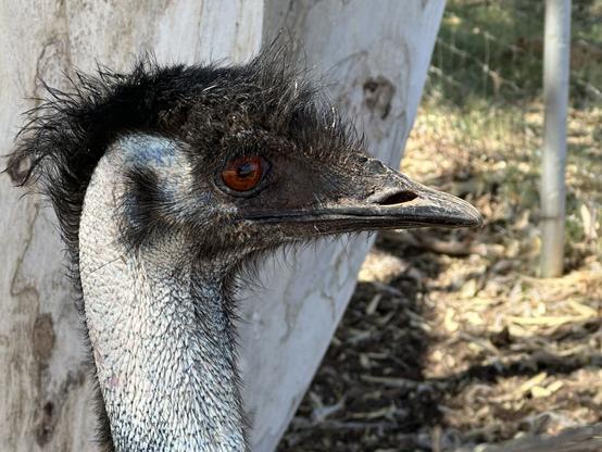An Emu with its beak closed.