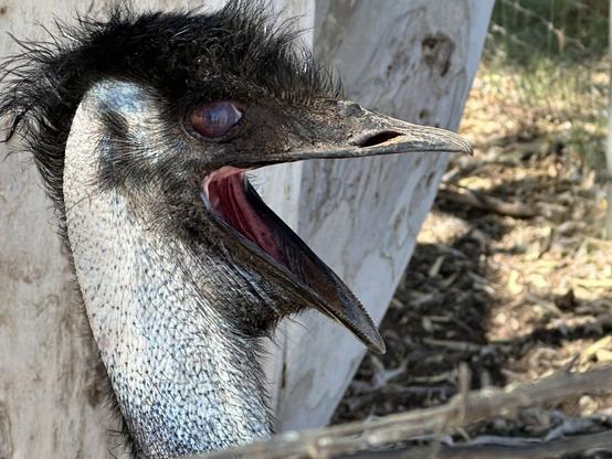 An Emu, beak fully open, eyes bulging.