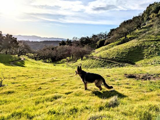 Dog in grass