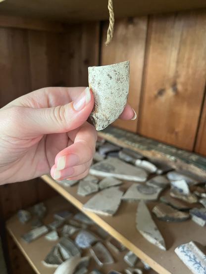 A hand is holding a chunky white clay tobacco pipe with dirt on it. In the background there is a blurry shelf filled with sherds of pottery found in the botanic gardens.