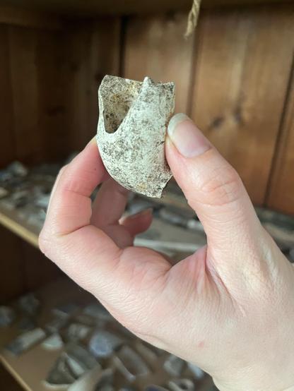 A hand is holding a chunky white clay tobacco pipe with dirt on it. This angle shows a hole in the pipe bowl and reveals its thickness. In the background there is a blurry shelf filled with sherds of pottery found in the botanic gardens.