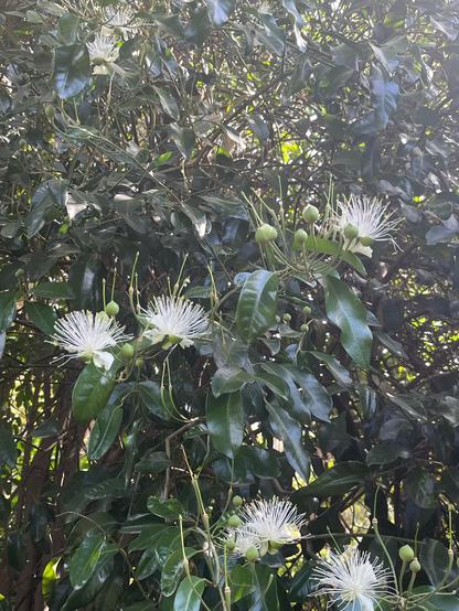 White flowers on a glossy green leafed tree on a sunny day. The flowers look like lots of white small stalks bunching out from a centre point, similar to the flowers from eucalyptus trees.